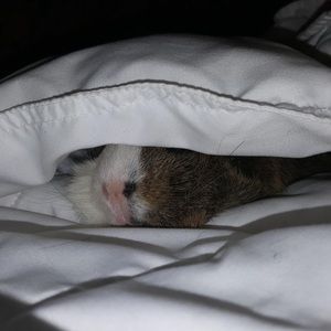 Meet your Posher, Johnamae